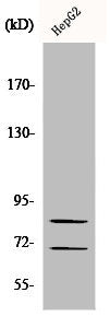 CHAT Antibody – Figure 1 of 1
