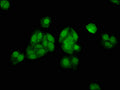 Immunofluorescence staining of HepG2 cells with CSB-PA001646LA01HU at 1:133, counter-stained with DAPI. The cells were fixed in 4% formaldehyde, permeabilized using 0.2% Triton X-100 and blocked in 10% normal Goat Serum. The cells were then incubated with the antibody overnight at 4°C. The secondary antibody was Alexa Fluor 488-congugated AffiniPure Goat Anti-Rabbit IgG(H+L).