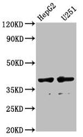 AMBP Antibody, FITC conjugated – Figure 1 of 2