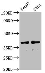 AMBP Antibody, FITC conjugated – Figure 1 of 2