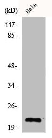 Western Blot analysis of HeLa cells using Claudin-4 Polyclonal Antibody