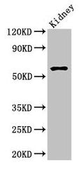 Amh Antibody, FITC conjugated – Figure 1 of 2