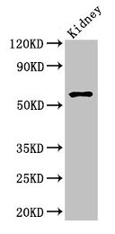 Amh Antibody, Biotin conjugated – Figure 1 of 2