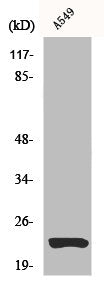 Western Blot analysis of A549 cells using Claudin-5 Polyclonal Antibody