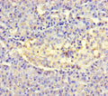 AMTN Antibody, Biotin conjugated – Figure 1 of 1