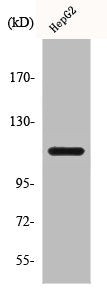 Western Blot analysis of A549 cells using CLIP-115 Polyclonal Antibody