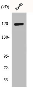 Western Blot analysis of RAW264.7 cells using CLIP-170 Polyclonal Antibody