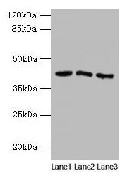 ANGPTL7 Antibody, Biotin conjugated – Figure 1 of 3