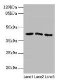 ANGPTL7 Antibody, HRP conjugated – Figure 1 of 3