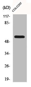 CLK2 Antibody – Figure 1 of 2