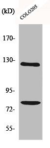 Western Blot analysis of COLO205 cells using COL1A2 Polyclonal Antibody