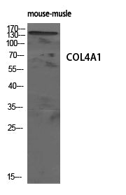 Western Blot analysis of mouse-musle cells using COL4A1 Polyclonal Antibody diluted at 1:500