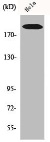 Western Blot analysis of Hela cells using COL5A1 Polyclonal Antibody
