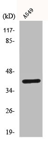 Western Blot analysis of A549 cells using Connexin 43 Polyclonal Antibody