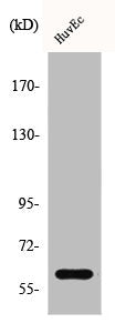 Western Blot analysis of A549 cells using CSRNP2 Polyclonal Antibody