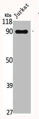 Western Blot analysis of Jurkat cells using CUL-3 Polyclonal Antibody