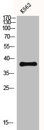 Western Blot analysis of K562 cells using CXCR-3 Polyclonal Antibody