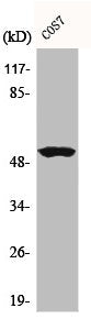 Western Blot analysis of COS7 cells using Cyclin A Polyclonal Antibody