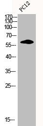 Western Blot analysis of PC-12 cells using Cyclin B1 Polyclonal Antibody