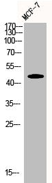 Western Blot analysis of MCF7 cells using Cyclin E1 Polyclonal Antibody