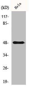 Western Blot analysis of HeLa cells using Cyclin E1 Polyclonal Antibody