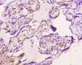 Immunohistochemistry of paraffin-embedded human placenta tissue using CSB-PA001909NJ01HU at dilution of 1:10