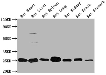 Western Blot
Positive WB detected in: Rat Heart tissue, Rat Liver tissue, Rat Spleen tissue, Rat Lung tissue, Rat Kidney tissue, Rat Brain tissue, Rat Stomach tissue
All lanes: Apoa1 antibody at 1:2000
Secondary
Goat polyclonal to rabbit IgG at 1/50000 dilution
Predicted band size: 31 kDa
Observed band size: 31 kDa