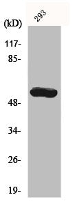 Western Blot analysis of 293 cells using CYP19A1 Polyclonal Antibody