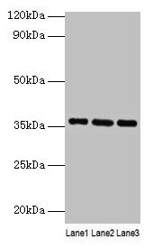 Apoe Antibody, FITC conjugated – Figure 1 of 1