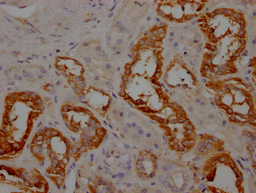 IHC image of CSB-PA001947LA01HU diluted at 1:100 and staining in paraffin-embedded human kidney tissue performed on a Leica BondTM system. After dewaxing and hydration, antigen retrieval was mediated by high pressure in a citrate buffer (pH 6.0). Section was blocked with 10% normal goat serum 30min at RT. Then primary antibody (1% BSA) was incubated at 4°C overnight. The primary is detected by a Goat anti-rabbit IgG labeled by HRP and visualized using 0.05% DAB.