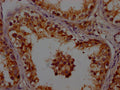 IHC image of CSB-PA001948LA01HU diluted at 1:200 and staining in paraffin-embedded human testis tissue performed on a Leica BondTM system. After dewaxing and hydration, antigen retrieval was mediated by high pressure in a citrate buffer (pH 6.0). Section was blocked with 10% normal goat serum 30min at RT. Then primary antibody (1% BSA) was incubated at 4°C overnight. The primary is detected by a Goat anti-rabbit polymer IgG labeled by HRP and visualized using 0.05% DAB.