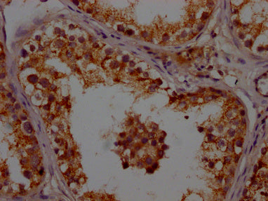 IHC image of CSB-PA001948LA01HU diluted at 1:200 and staining in paraffin-embedded human testis tissue performed on a Leica BondTM system. After dewaxing and hydration, antigen retrieval was mediated by high pressure in a citrate buffer (pH 6.0). Section was blocked with 10% normal goat serum 30min at RT. Then primary antibody (1% BSA) was incubated at 4°C overnight. The primary is detected by a Goat anti-rabbit polymer IgG labeled by HRP and visualized using 0.05% DAB.