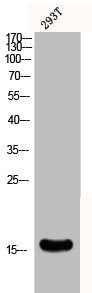 Western Blot analysis of 293T cells using Cystatin C Polyclonal Antibody