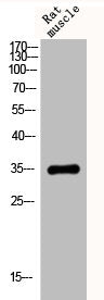 Western Blot analysis of rat-musle cells using Cytochrome c1 Polyclonal Antibody