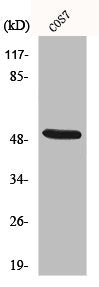 Western Blot analysis of COS7 cells using Cytokeratin 15 Polyclonal Antibody