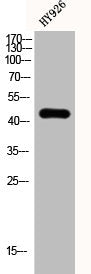 Western Blot analysis of HY926 cells using Cytokeratin 19 Polyclonal Antibody