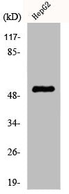 Western Blot analysis of HepG2 cells using Cytokeratin 7 Polyclonal Antibody