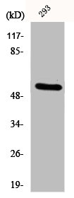 Western Blot analysis of 293 cells using Cytokeratin 8 Polyclonal Antibody