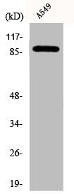 Western Blot analysis of A549 cells using DAP-5 Polyclonal Antibody