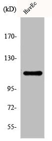 Western Blot analysis of HuvEc cells using Daxx Polyclonal Antibody