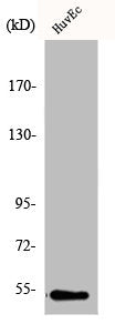 Western Blot analysis of COS7 cells using DBP Polyclonal Antibody