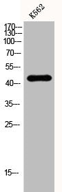 Western Blot analysis of K562 cells using DHS Polyclonal Antibody