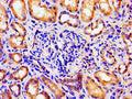 Immunohistochemistry of paraffin-embedded human kidney tissue using CSB-PA002160LA01HU at dilution of 1:100