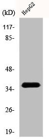 Western Blot analysis of HepG2 cells using DnaJB4 Polyclonal Antibody