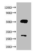 Rabbit anti-Goat IgG Antibody – Figure 1 of 1