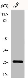 Western Blot analysis of COS7 cells using DUSP19 Polyclonal Antibody