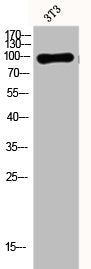 Western Blot analysis of 3T3 cells using Dynamin I Polyclonal Antibody