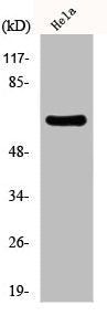 Western Blot analysis of HeLa cells using EAAT1 Polyclonal Antibody