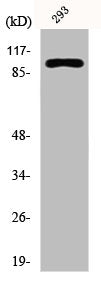 Western Blot analysis of 293 cells using E-cadherin Polyclonal Antibody