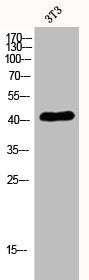 Western Blot analysis of 3T3 cells using EDG-6 Polyclonal Antibody